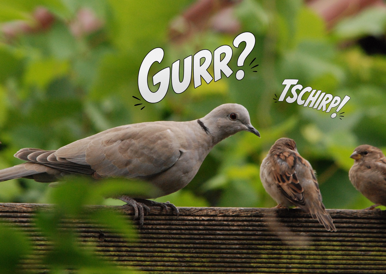 Die Taube fragt: gurr? Der Spatz antwortet: tschilp! Symbolbild für die Liste menschensprachlicher und lautmalerischer Bezeichnungen der Tierlaute.